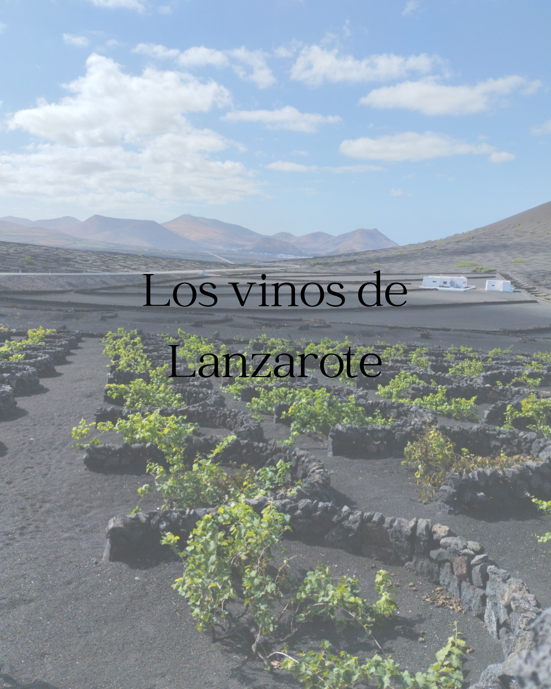 Cómo nacen los vinos de Lanzarote