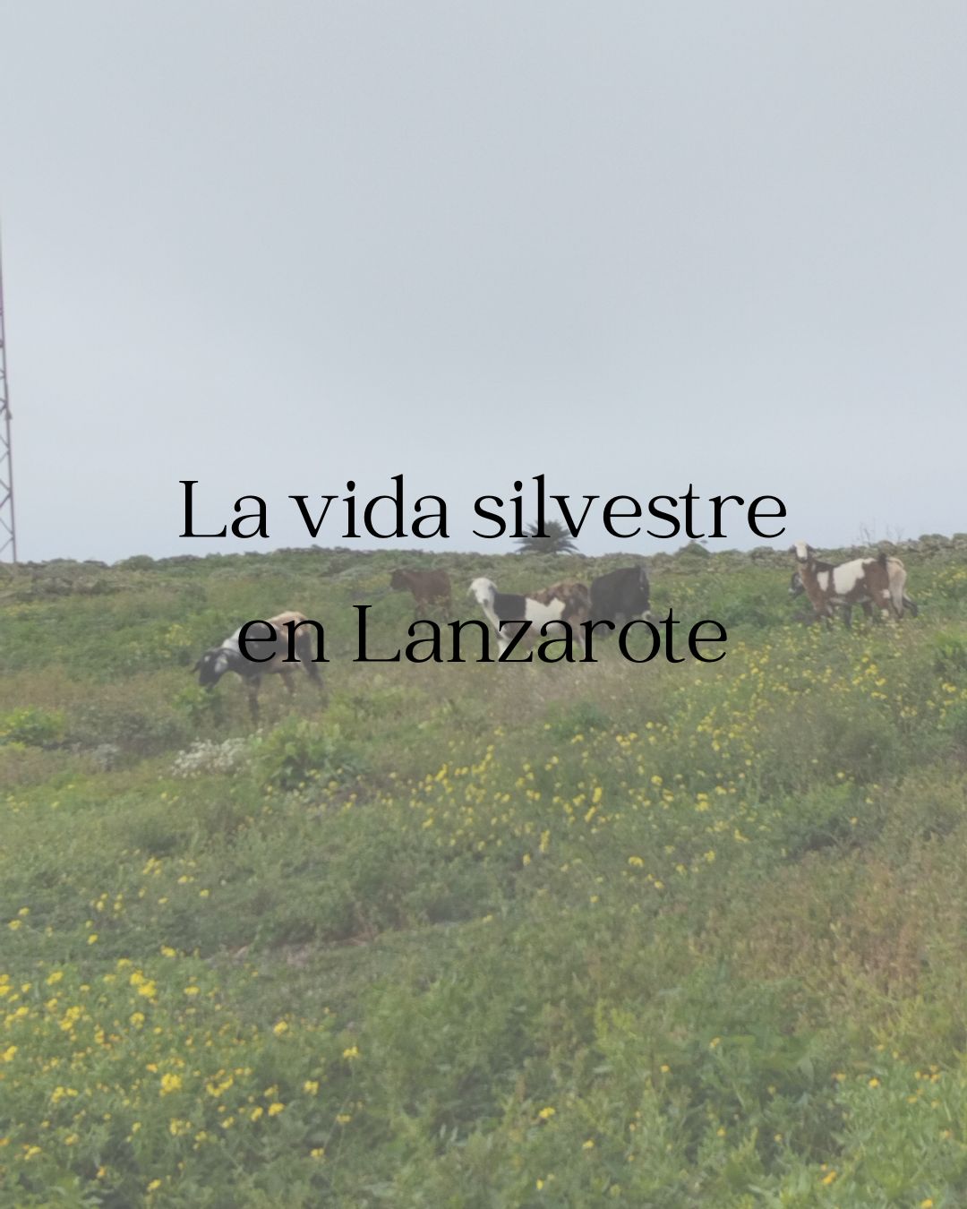 La vida silvestre en Lanzarote
