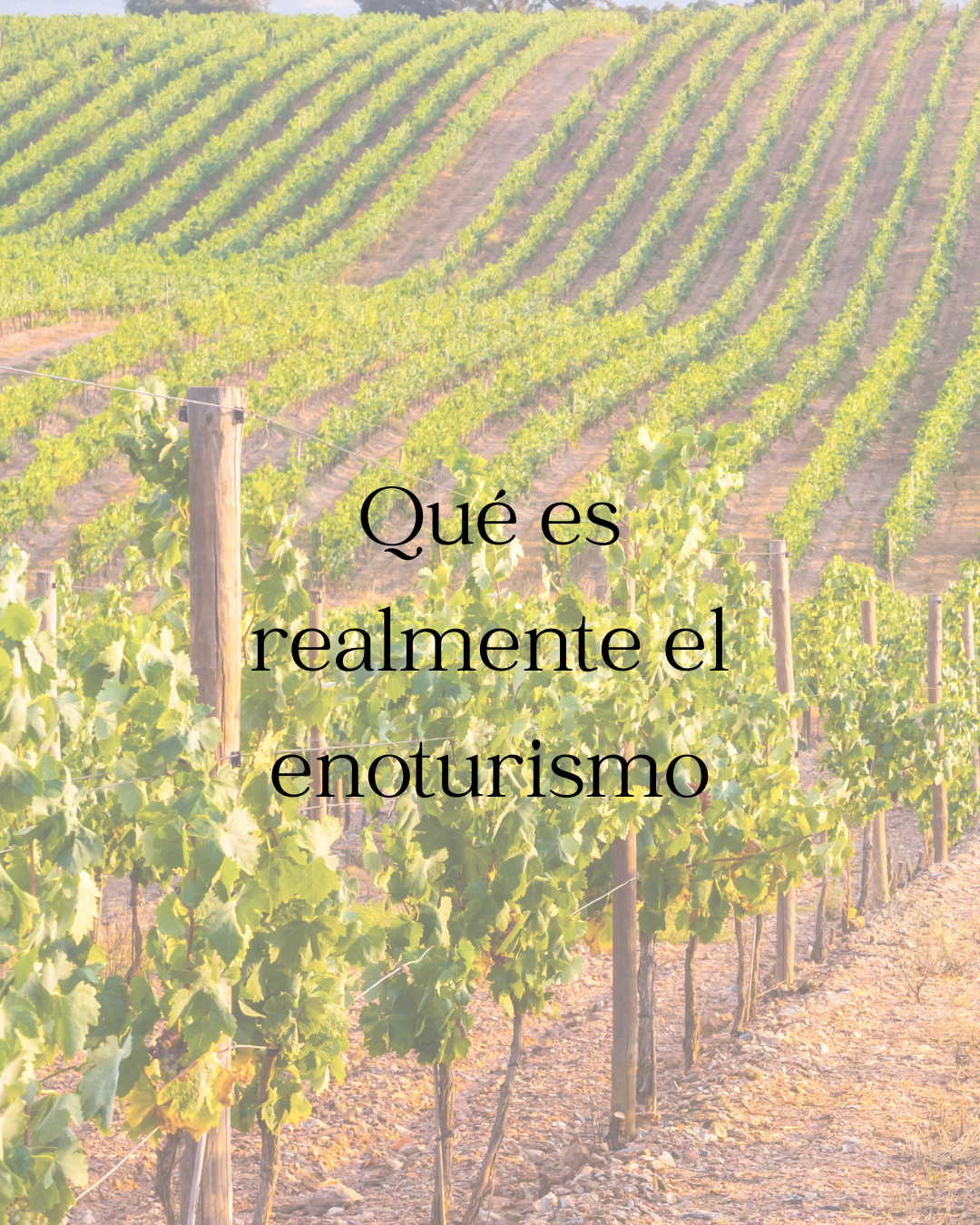 Qué es realmente el enoturismo: paisaje, diseño y experiencia